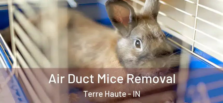 Air Duct Mice Removal Terre Haute - IN